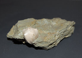 Pentremites Godoni, or Sea Bud, fossil
