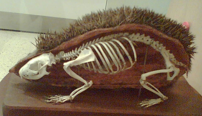 Особенности строения ежа. Скелет ежа обыкновенного. Скелет морской свинки. Строение скелета ежа обыкновенного. Еж анатомия.
