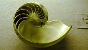 Nautilus cross section